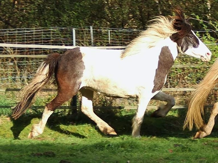 IJslander Merrie 12 Jaar 136 cm Gevlekt-paard in Saarland