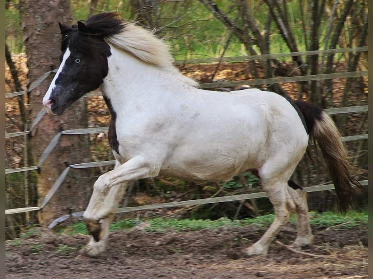 IJslander Merrie 12 Jaar 136 cm Gevlekt-paard in Saarland