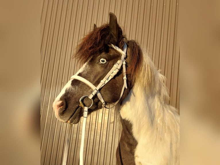 IJslander Merrie 12 Jaar 136 cm Gevlekt-paard in Saarland