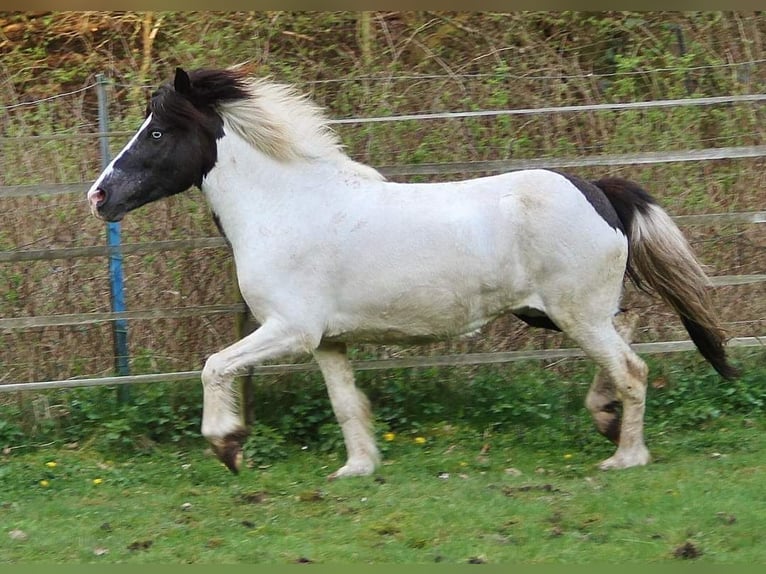 IJslander Merrie 12 Jaar 136 cm Gevlekt-paard in Saarland