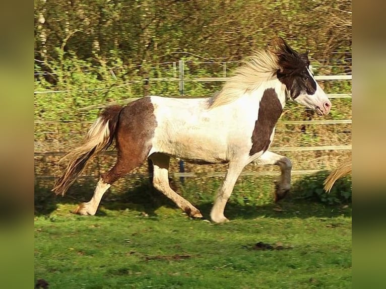 IJslander Merrie 12 Jaar 136 cm Gevlekt-paard in Saarland