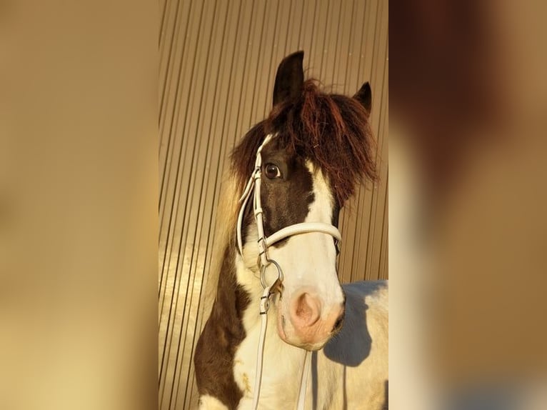 IJslander Merrie 12 Jaar 136 cm Gevlekt-paard in Saarland