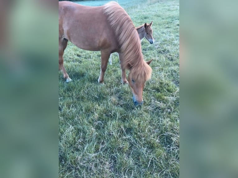IJslander Merrie 12 Jaar 136 cm Vos in Stapelfeld