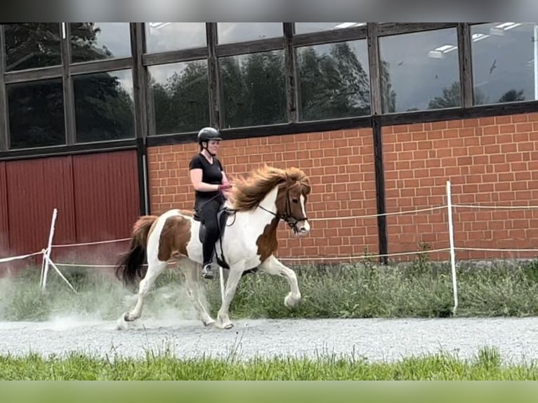 IJslander Merrie 12 Jaar 138 cm Gevlekt-paard in Soltau