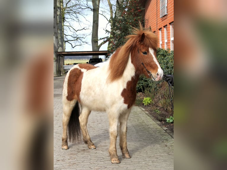 IJslander Merrie 12 Jaar 138 cm Gevlekt-paard in Soltau