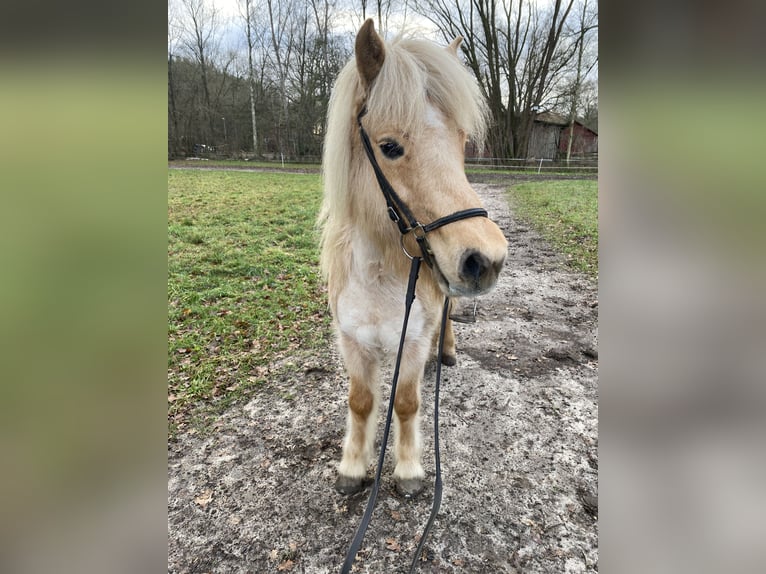 IJslander Merrie 12 Jaar 139 cm Palomino in Neu Darchau
