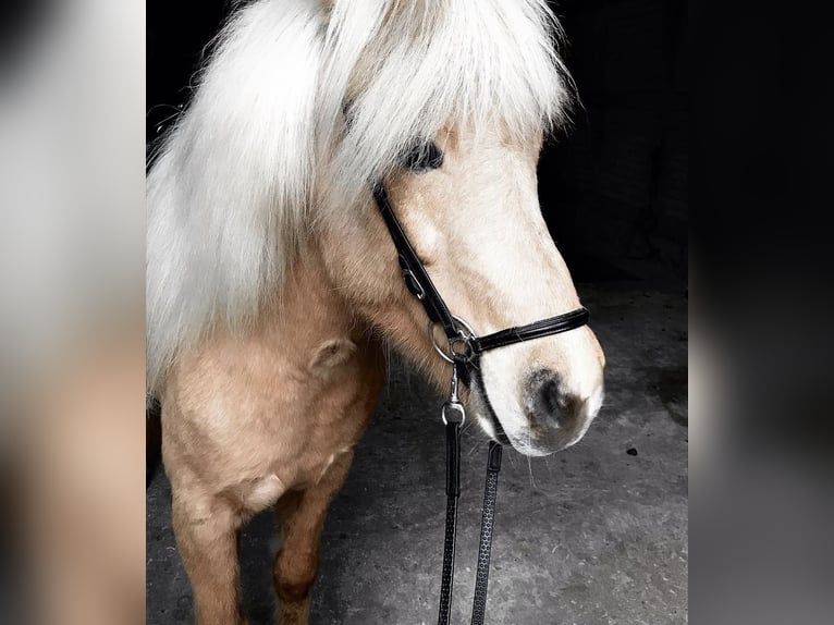 IJslander Merrie 12 Jaar 139 cm Palomino in Neu Darchau