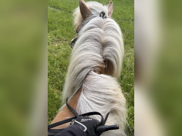 IJslander Merrie 12 Jaar 139 cm Palomino in Neu Darchau