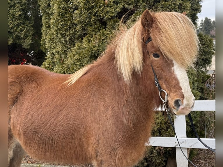 IJslander Merrie 12 Jaar 139 cm Vos in Lochen am See