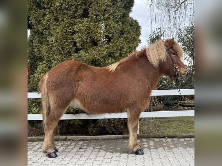 IJslander Merrie 12 Jaar 139 cm Vos in Lochen am See