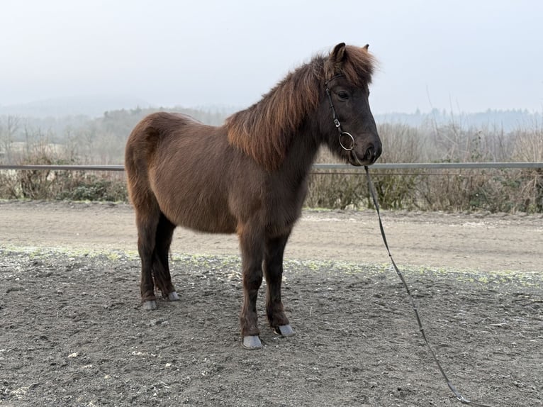 IJslander Merrie 12 Jaar 140 cm Zwart in Bad Honnef