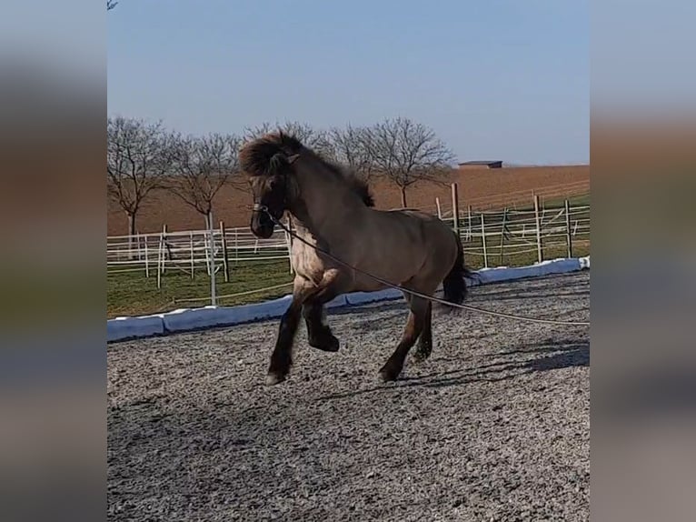 IJslander Merrie 12 Jaar 143 cm Falbe in Otzberg-Habitzheim