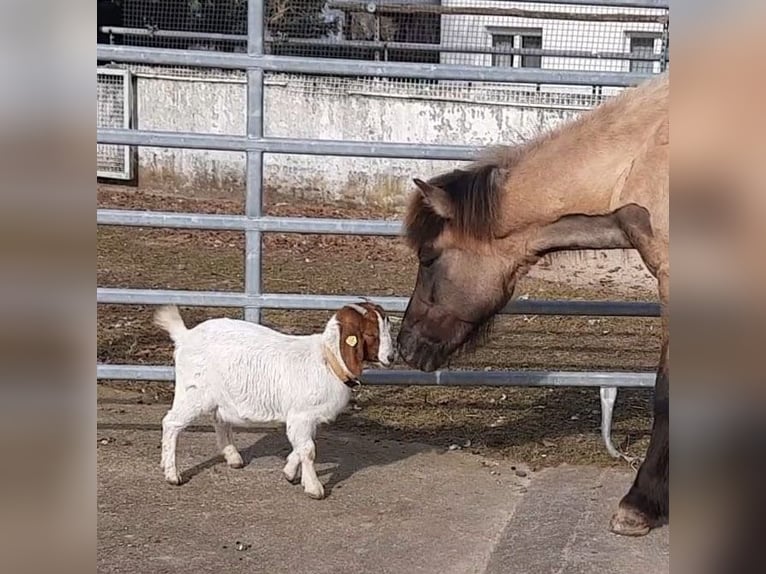 IJslander Merrie 12 Jaar 143 cm Falbe in Otzberg-Habitzheim
