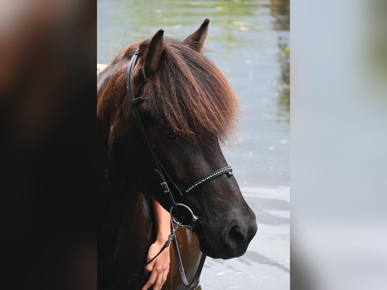 IJslander Merrie 12 Jaar 148 cm Zwartbruin in Oldenburg