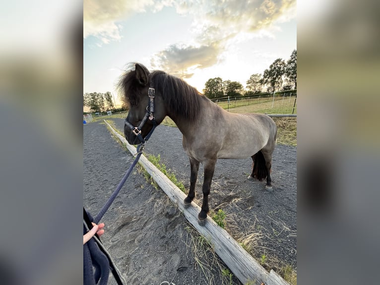 IJslander Merrie 12 Jaar Falbe in Runkel