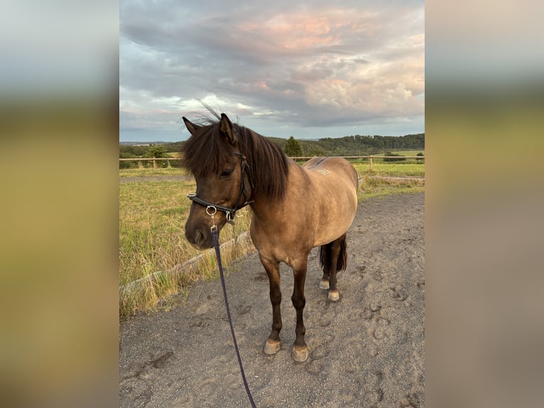 IJslander Merrie 12 Jaar Falbe in Runkel