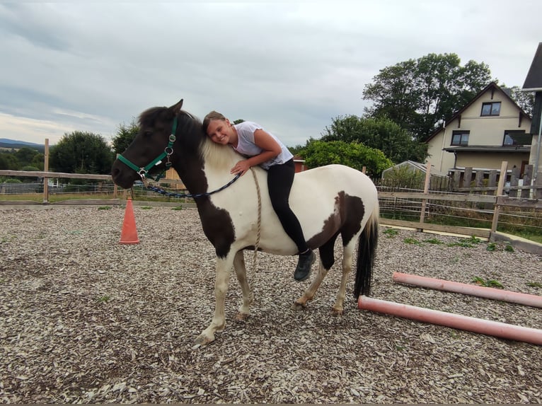 IJslander Mix Merrie 13 Jaar 134 cm Gevlekt-paard in Treuen