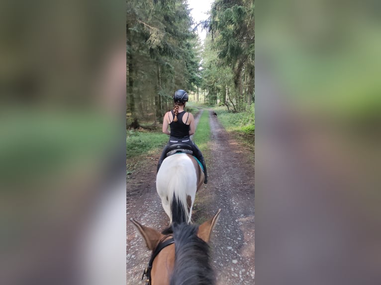 IJslander Mix Merrie 13 Jaar 134 cm Gevlekt-paard in Treuen