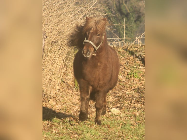 IJslander Merrie 13 Jaar 135 cm Donkere-vos in S&#xFC;dlohn