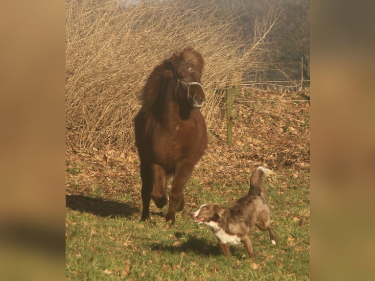 IJslander Merrie 13 Jaar 135 cm Donkere-vos in S&#xFC;dlohn