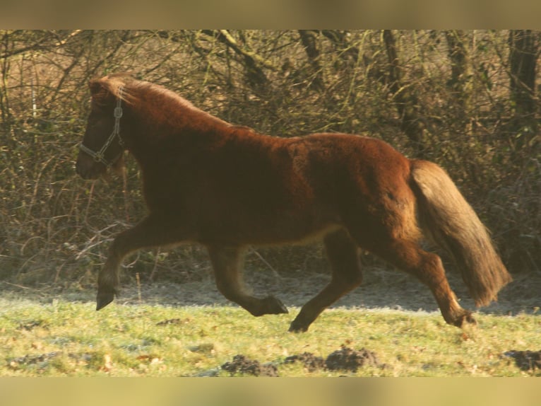 IJslander Merrie 13 Jaar 135 cm Donkere-vos in S&#xFC;dlohn