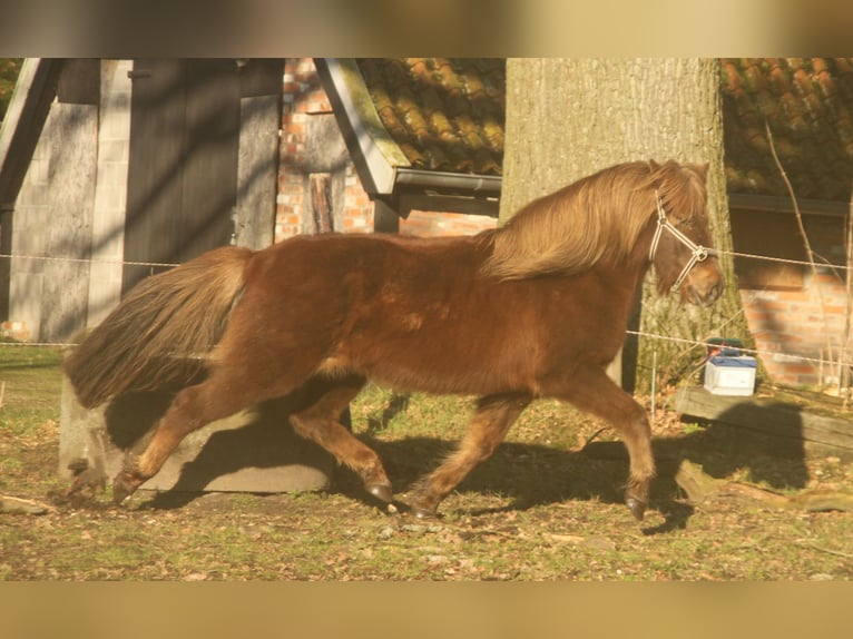 IJslander Merrie 13 Jaar 135 cm Donkere-vos in S&#xFC;dlohn