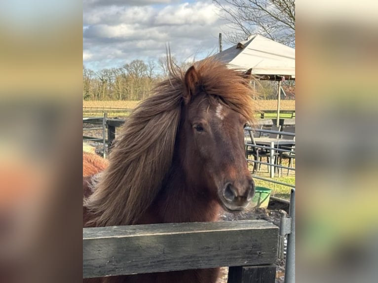 IJslander Merrie 13 Jaar 135 cm Donkere-vos in Südlohn