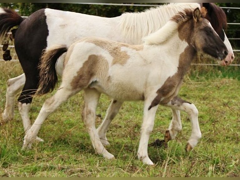 IJslander Merrie 13 Jaar 136 cm Gevlekt-paard in Saarland
