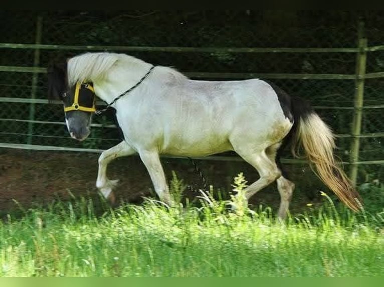 IJslander Merrie 13 Jaar 136 cm Gevlekt-paard in Saarland
