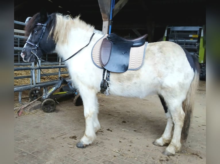 IJslander Merrie 13 Jaar 136 cm Gevlekt-paard in Saarland