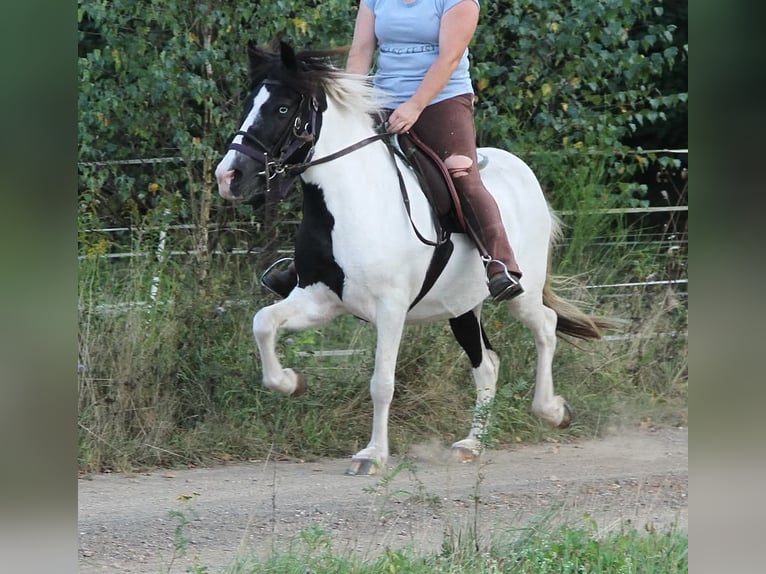 IJslander Merrie 13 Jaar 136 cm Gevlekt-paard in Saarland