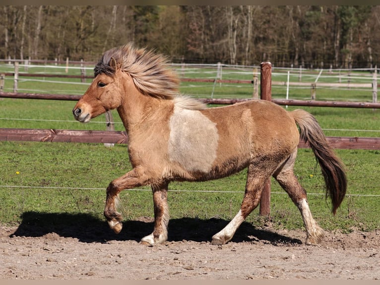 IJslander Merrie 13 Jaar 136 cm Gevlekt-paard in Südlohn