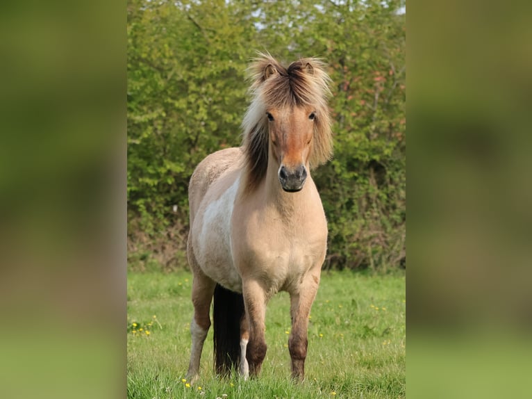 IJslander Merrie 13 Jaar 136 cm Gevlekt-paard in Südlohn