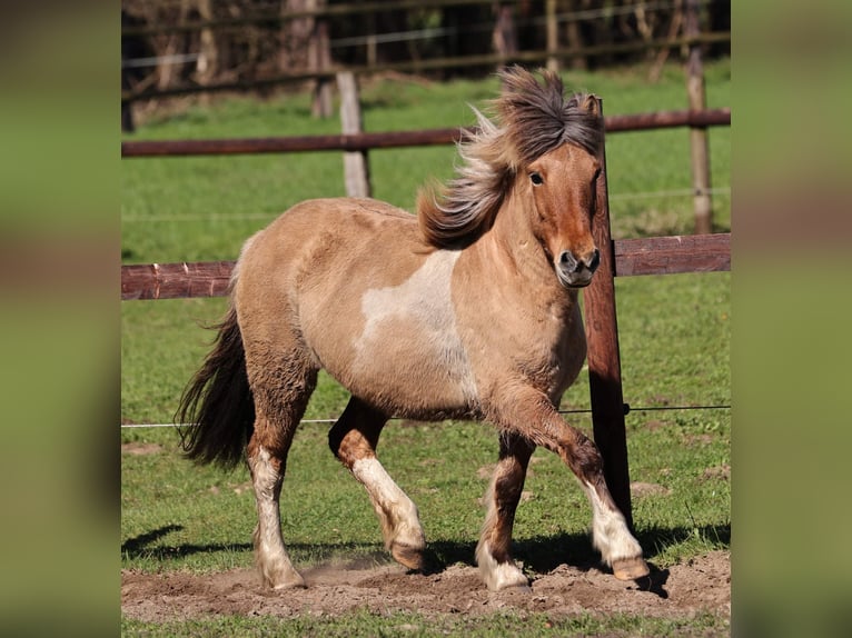 IJslander Merrie 13 Jaar 136 cm Gevlekt-paard in Südlohn