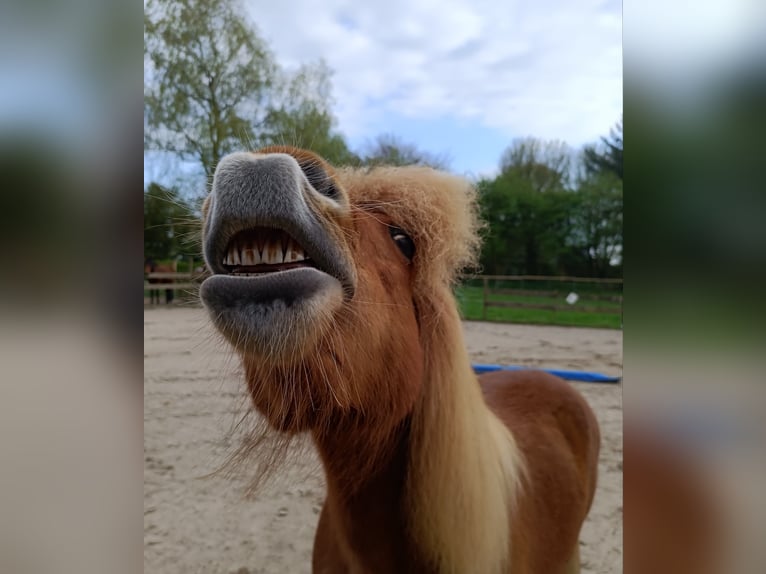 IJslander Merrie 13 Jaar 136 cm Vos in Ostenfeld