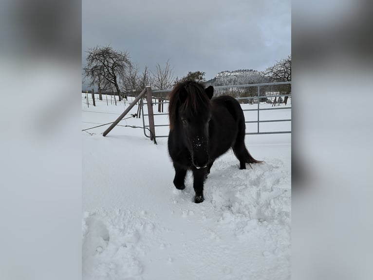 IJslander Merrie 13 Jaar 136 cm Zwartbruin in Gohrisch