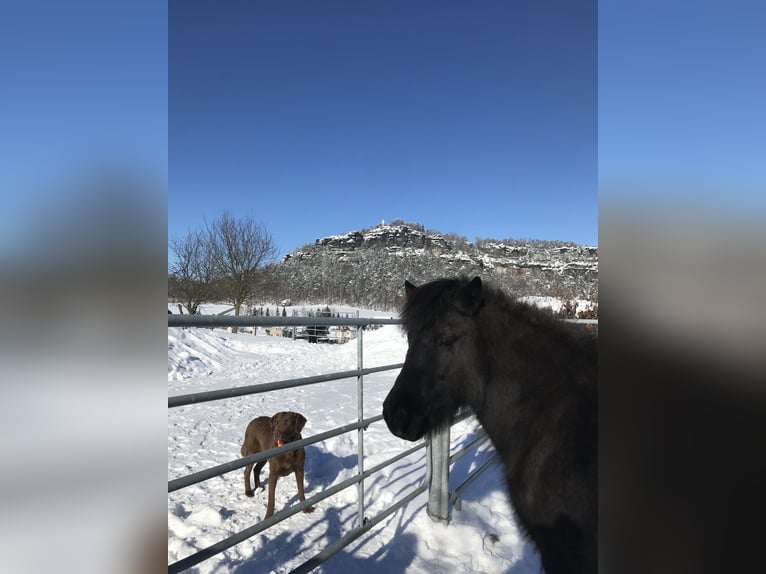 IJslander Merrie 13 Jaar 136 cm Zwartbruin in Gohrisch