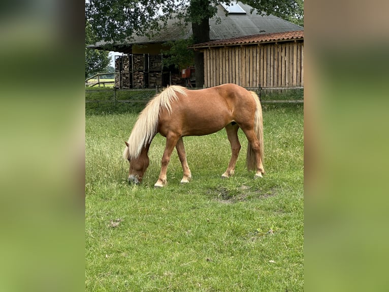 IJslander Merrie 13 Jaar 137 cm Vos in SarstedtSarstedt