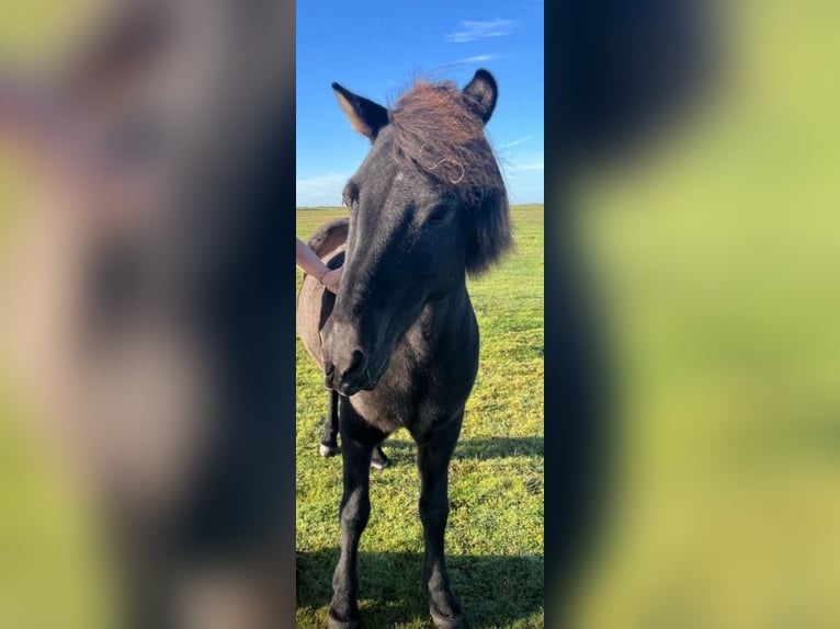 IJslander Merrie 13 Jaar 138 cm Zwart in Blavand