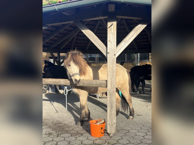 IJslander Merrie 13 Jaar 139 cm Buckskin in Havixbeck