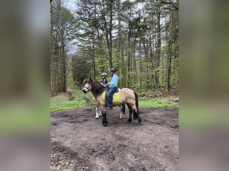 IJslander Merrie 13 Jaar 139 cm Buckskin in Havixbeck