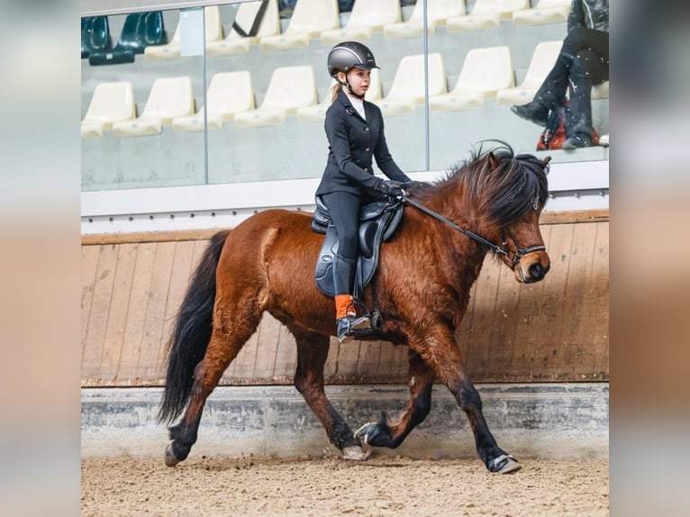 IJslander Merrie 13 Jaar 140 cm Bruin in Lochen am See