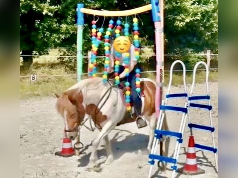 IJslander Merrie 13 Jaar 140 cm Gevlekt-paard in Aurich