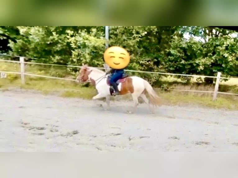 IJslander Merrie 13 Jaar 140 cm Gevlekt-paard in Aurich