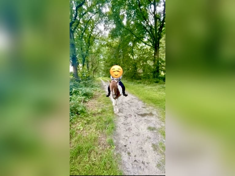 IJslander Merrie 13 Jaar 140 cm Gevlekt-paard in Aurich