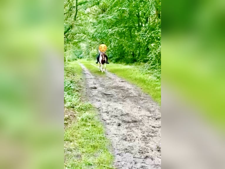 IJslander Merrie 13 Jaar 140 cm Gevlekt-paard in Aurich