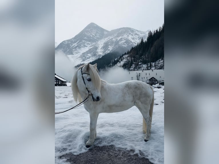 IJslander Merrie 13 Jaar 140 cm Schimmel in Ratingen