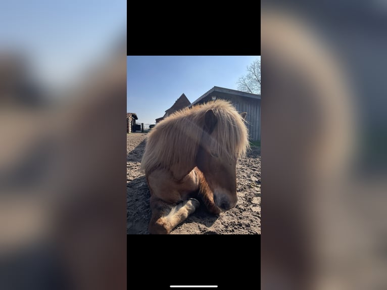 IJslander Merrie 13 Jaar 140 cm Vos in Neustadt am R&#xFC;benberge