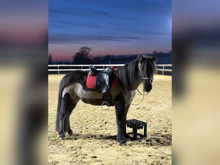 IJslander Merrie 13 Jaar 140 cm Zwart in Zwingenberg
