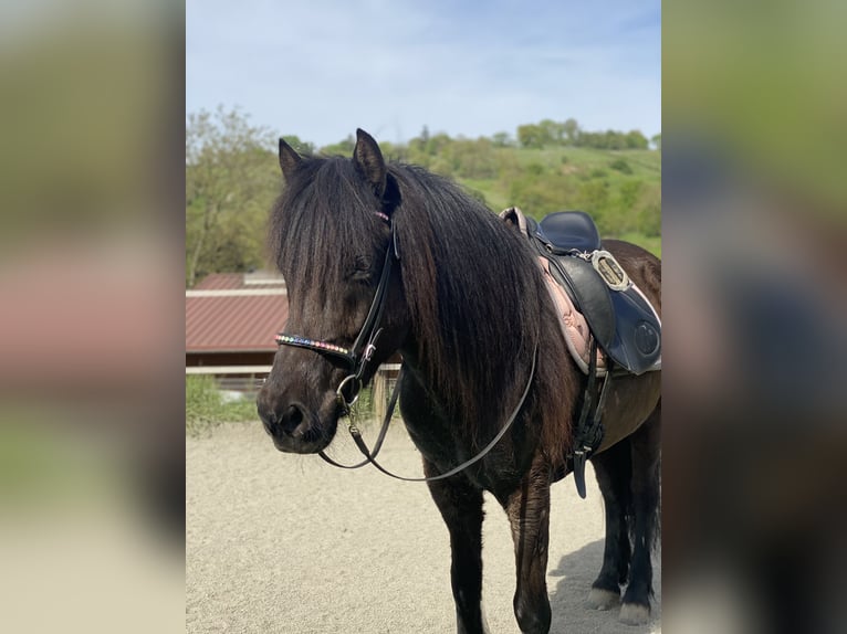 IJslander Merrie 13 Jaar 140 cm Zwart in Zwingenberg